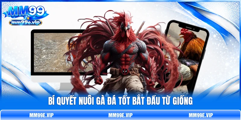 Bí quyết nuôi gà đá tốt bắt đầu từ giống Bí quyết nuôi gà đá tốt bắt đầu từ giống