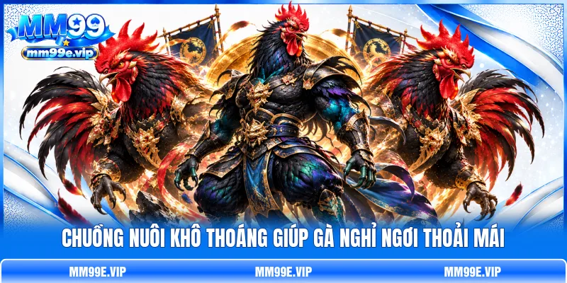 Chuồng nuôi khô thoáng giúp gà nghỉ ngơi thoải mái Chuồng nuôi khô thoáng giúp gà nghỉ ngơi thoải mái