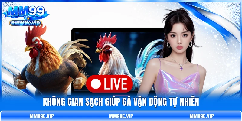 Không gian sạch giúp gà vận động tự nhiên Không gian sạch giúp gà vận động tự nhiên