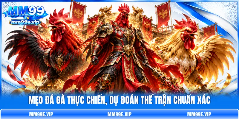 Mẹo đá gà thực chiến, dự đoán thế trận chuẩn xác