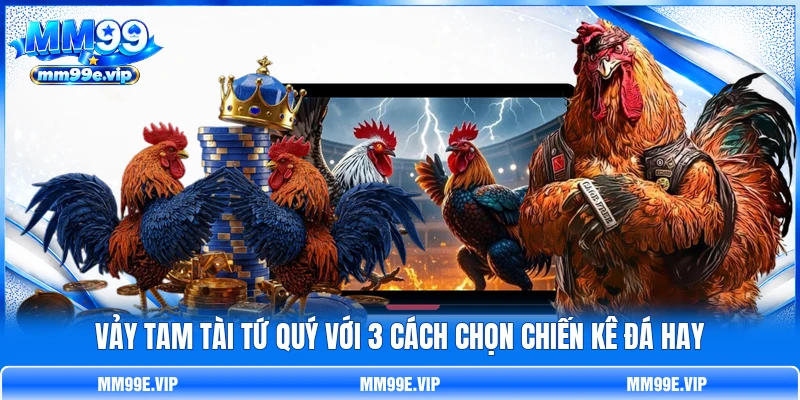 Vảy Tam Tài Tứ Quý Với 3 Cách Chọn Chiến Kê Đá Hay